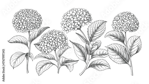 Detailed hydrangea flower botanical engraving illustration vintage floral etching sketch with leaves and stems isolated on white background