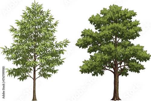 Vector illustration of two different tree species side by side with distinct shapes, trunks, and foliage for botanical and educational design