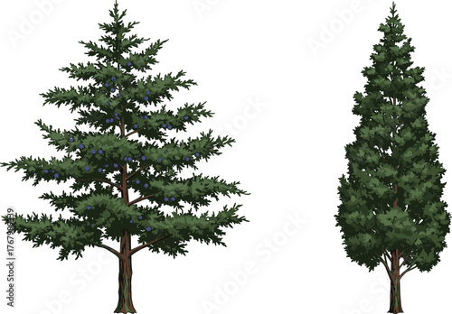 Vector illustration of two different trees side by side, conical berry tree and tall columnar evergreen, natural foliage comparison design