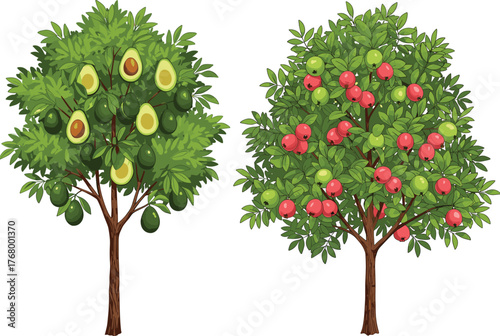 Avocado tree with green fruits and apple tree with red apples growing together in orchard garden seasonal nature vector illustration design