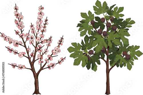 Beautiful spring cherry blossom tree with pink flowers beside lush green fig tree full of ripe fruits and dense foliage