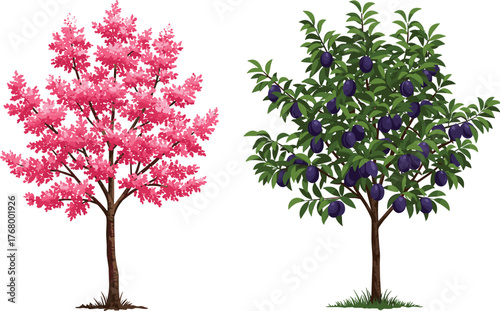 Beautiful spring cherry blossom tree with pink flowers beside lush green plum tree full of ripe purple fruits in nature illustration