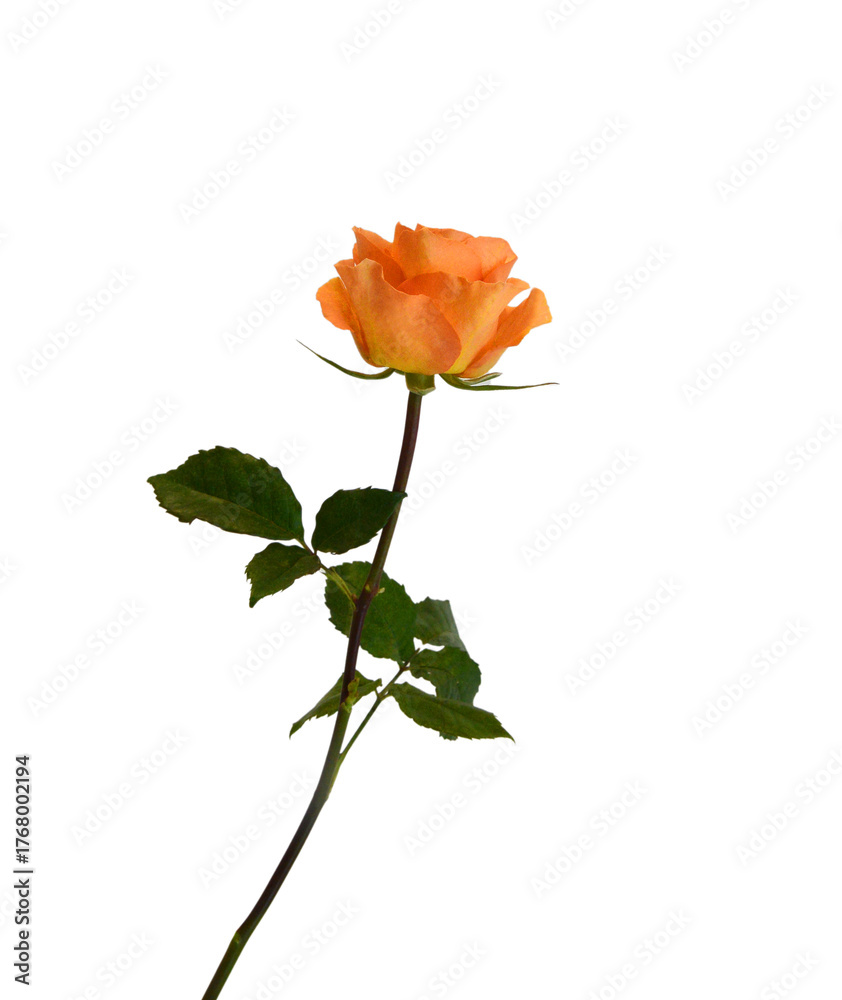 Obraz premium Orange rose flowers on white background