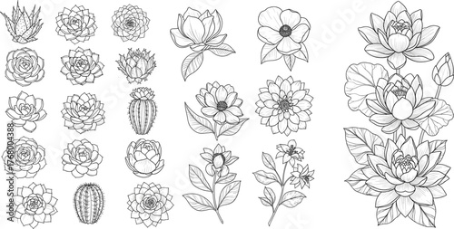 Botanical illustration vector set with succulent and flower line drawings, cactus bloom, lotus, poppy for nature, garden, and design themes