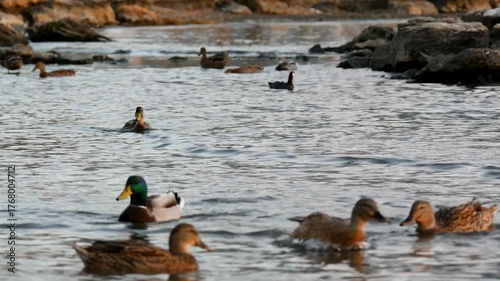 A beautiful video of many wild ducks and waterfowl swimming peacefully in a calm lake or pond near a rocky shore