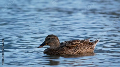 A close up video of a female mallard duck with brown feathers swimming alone on the beautiful blue water surface