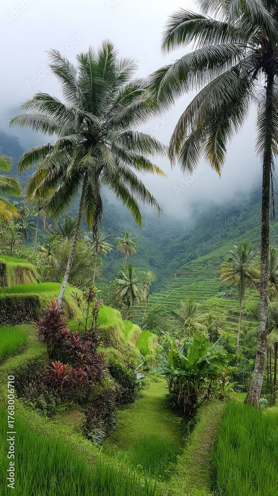 Obraz premium Tropical rice terraces in fog