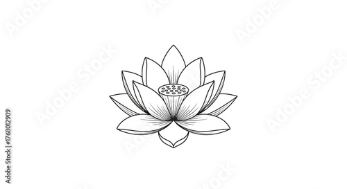 Elegant lotus flower illustration for design projects, minimalist style blossom  for print and web