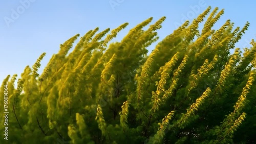 Green Trees Swaying in Breeze Against Blue Sky