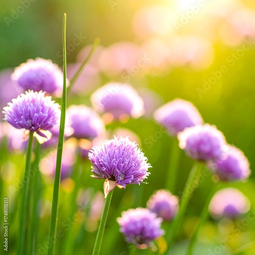 Fototapeta Naklejka Na Ścianę i Meble -  Close-up of blooming purple flowers in a sunny, blurred green meadow