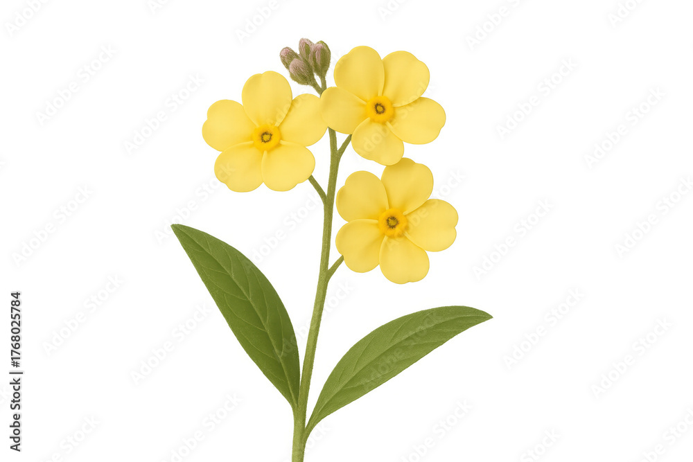 Obraz premium Yellow primrose flower growing on stem with green leaves, botany illustration on transparent background