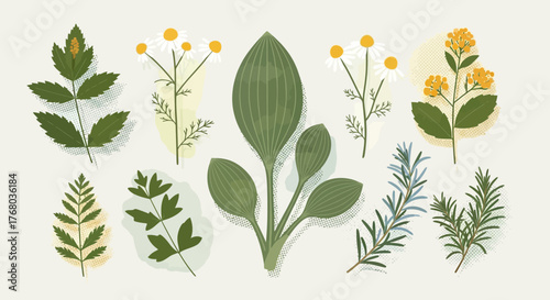 Botanical Illustration of Various Plant Species with Detailed Leaf Structures.