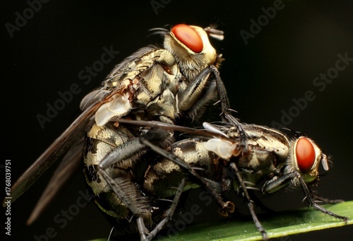 Flies caught in a momment of mating