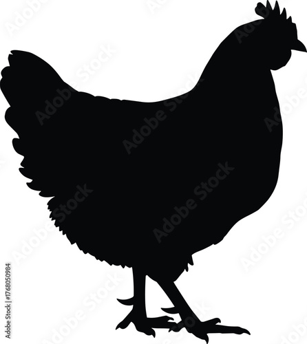 Black chicken silhouette isolated on white background, domestic farm bird vector illustration for agriculture, poultry farming, nature, and design projects