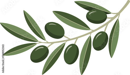 Branch with ripening green olives and elongated leaves botanical natural food ingredient organic