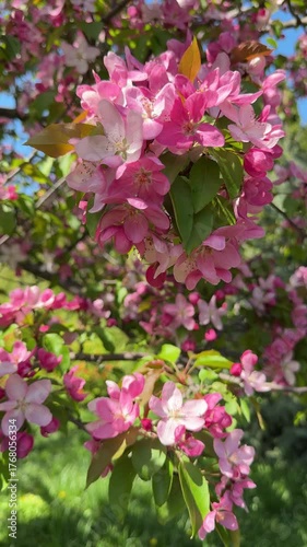 Spring blossom Malus floribunda tree, vertical video.