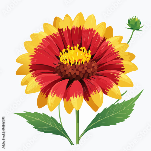 Blanket flower with leaves and bud