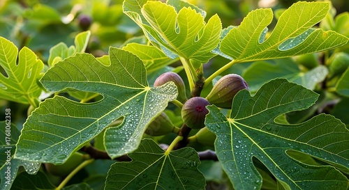 Wallpaper Mural Close-up of green fig leaves with water droplets and ripening purple figs on a branch fig tree fruit Torontodigital.ca