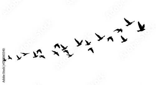 Silhouetted birds fly in a diagonal formation across a white background, suggesting migration.