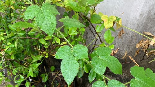 Foto Lush green, heart-shaped leaves of the Wild Passion Flower (Passiflora foetida) vine, covered in small, glistening water droplets after rain, against a flat, textured grey wall background