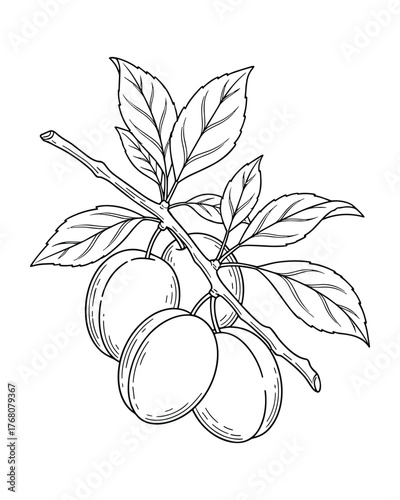 Detailed botanical illustration: A branch bearing ripe plums and leaves.