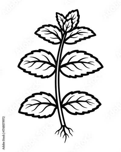 Line art botanical illustration of a spearmint plant with roots visible.