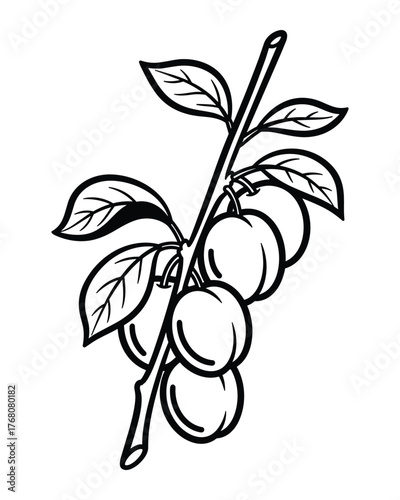 Elegant plum branch illustration with plump fruits and detailed leaves in black outline.