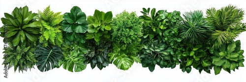 A horizontal arrangement of diverse green tropical and leafy plants with rich textures and varying shades of green on a white background