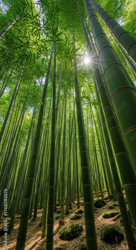 Fototapeta premium Sunbeams pierce through a lush, towering bamboo forest canopy