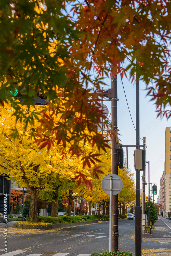 Naklejka premium 秋の杜の都を歩く