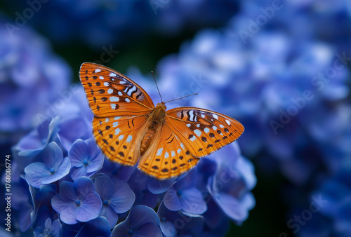 butterfly on a flower