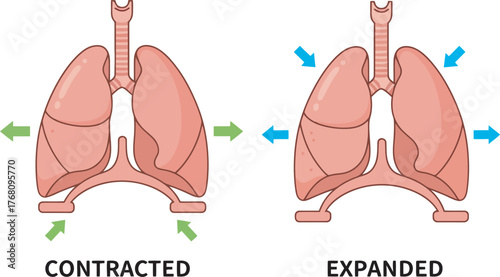 Diagram illustrating the human lungs in contracted and expanded states, showing respiration.
