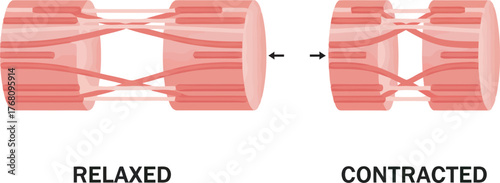 Diagram illustrating muscle contraction, showing relaxed and contracted states with arrows.