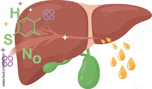 Illustration of a liver with chemical structures and droplets, representing liver function and detoxification.