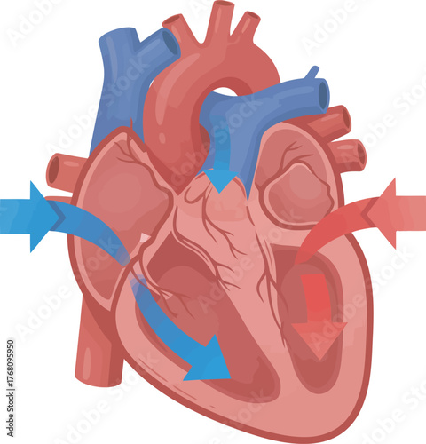 Detailed anatomical illustration depicting the human heart's chambers and blood flow direction.