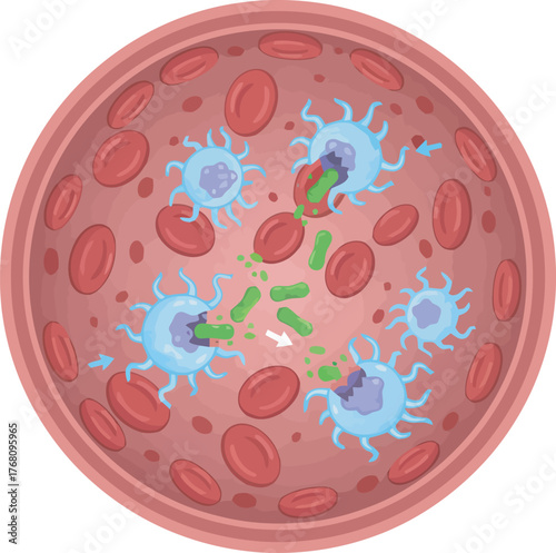 Illustration of white blood cells engulfing bacteria within a blood vessel, surrounded by red blood cells.