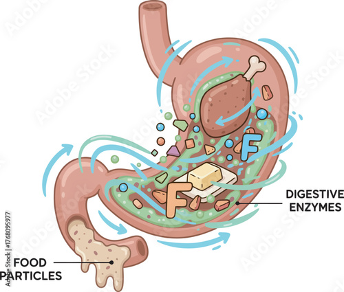 Detailed illustration of the human stomach digesting food, showing enzymes.