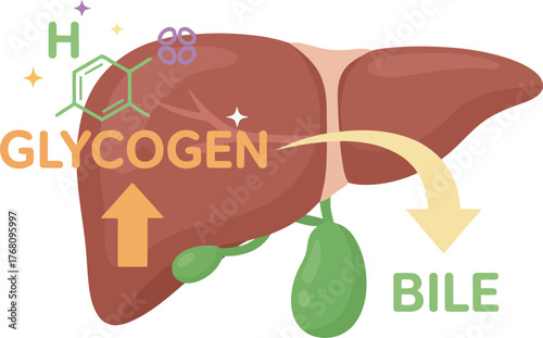 Medical illustration of a human liver, depicting glycogen and bile processes.