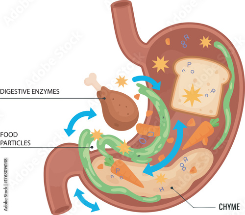 Illustration showing the human stomach with food particles and digestive enzymes breaking down food into chyme.