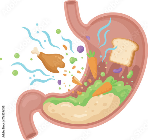 Illustration of a human stomach containing food particles, including chicken, bread, carrots, and other colorful ingredients.