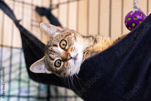 A Playful Cat Enjoying Relaxation While Nestled in a Cozy Hammock