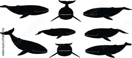 Collection of whale silhouettes in various swimming poses, marine life illustration showing ocean mammals, aquatic wildlife art, underwater animal design, and sea nature