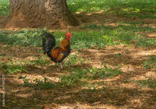 Feral Rooster in the Grass - Kauai