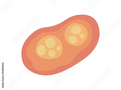 Coccidia Parasite Illustration
