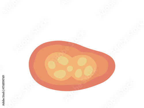 Human Parasite Coccidia Illustration
