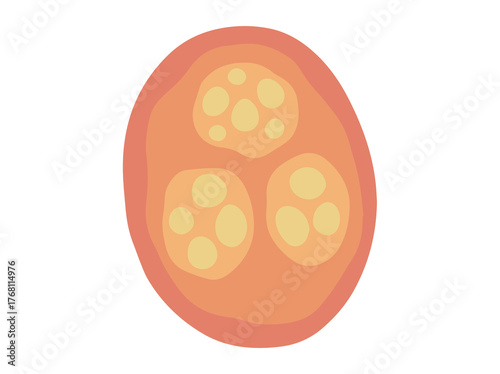 Human Parasite Coccidia Illustration
