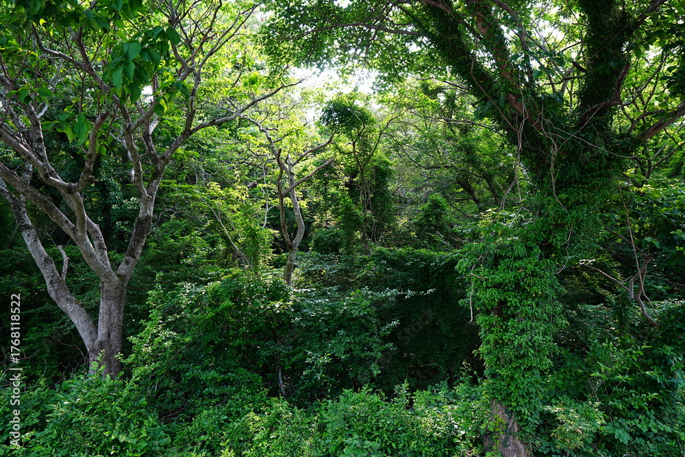 Obraz premium primeval forest in the spring sunlight