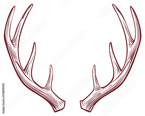 Hand drawn deer antlers vector illustration wildlife nature design element