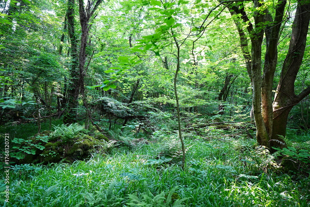 Fototapeta premium primeval forest in the spring sunlight
