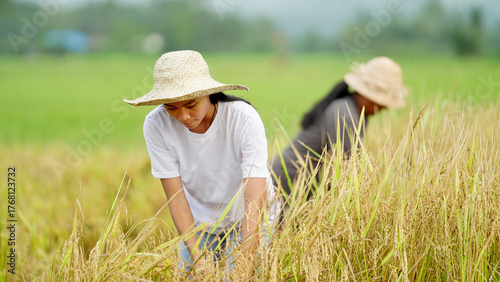 Young southeast asian woman rice farmer harvesting rice in paddy field or farm in indonesia, asia, straw hat